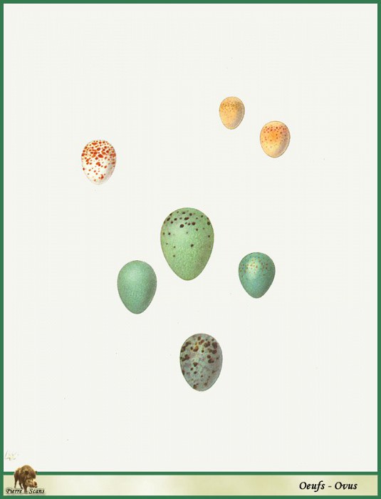 Птичьи яйца. Вальтер Линзенмайер