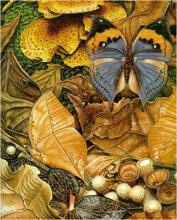 ButterfliesFly. Karen Lloyd-Jones