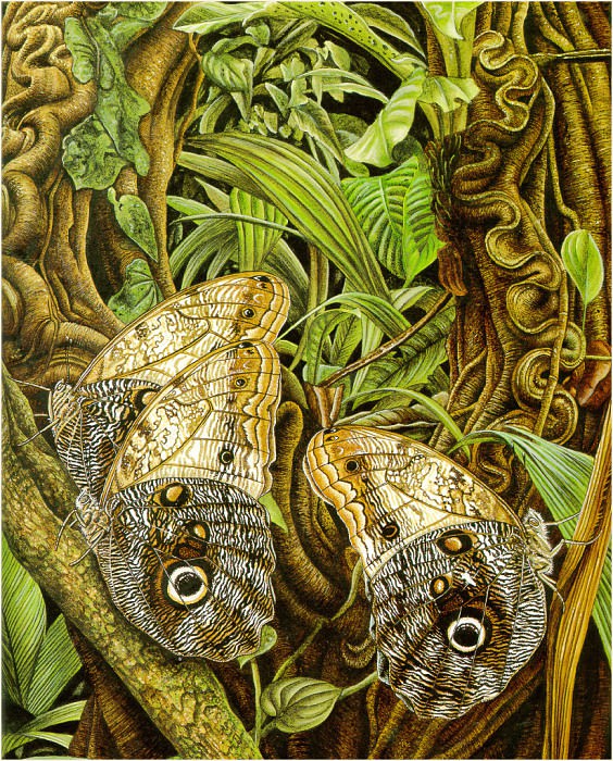 ButterfliesFly. Karen Lloyd-Jones