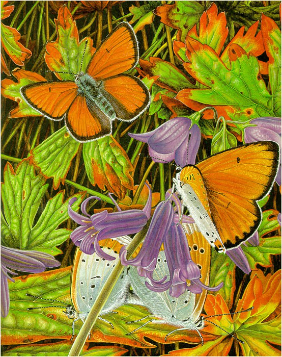 Butterflies Fly. Karen Lloyd-Jones