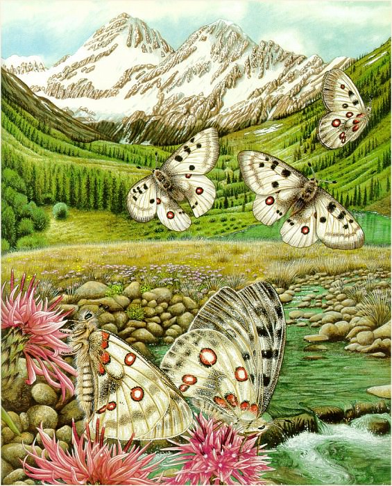 Butterflies Fly. Karen Lloyd-Jones