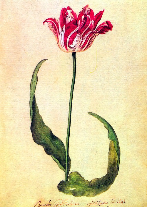 Tulips 2. Judith Leyster