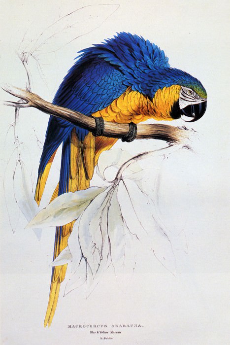 Blue And Yellow Macaw. Edward Lear