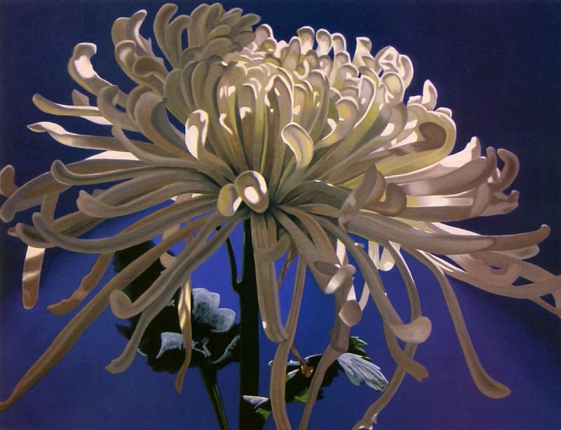 kb McGulpin James-White Fuji Chrysanthemum. James Mcgulpin
