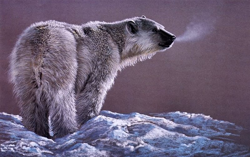 Manning, Douglas - Polar Bear Study (end. Douglas Manning