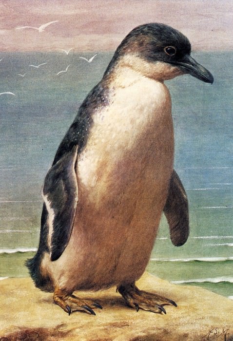 Marks Henry Stacy Study Of A Penguin. Генри Стейси-Маркс