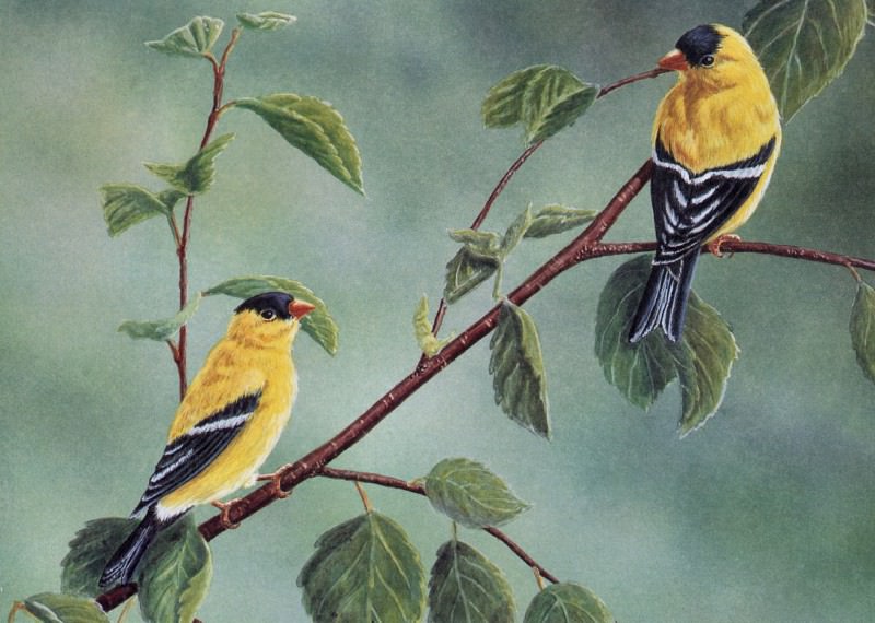 American Goldfinch. Terry Mclean
