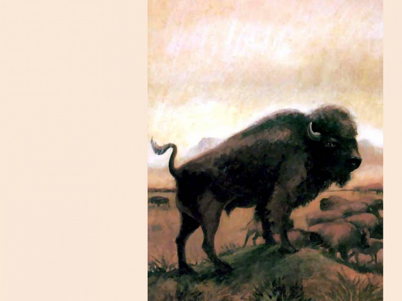 the buffalo book. Wendell Minor