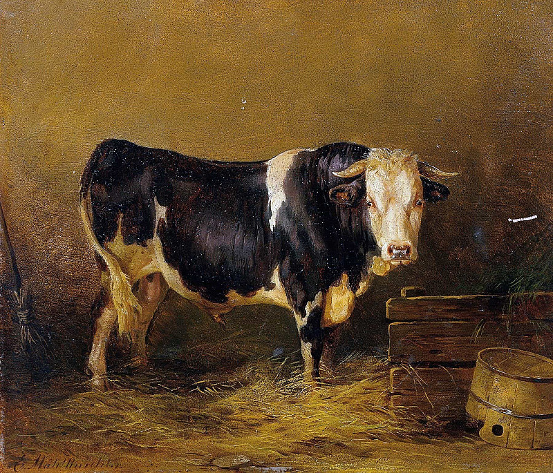 Bull in the stable; Stier im Stall. Edmund Mahlknecht