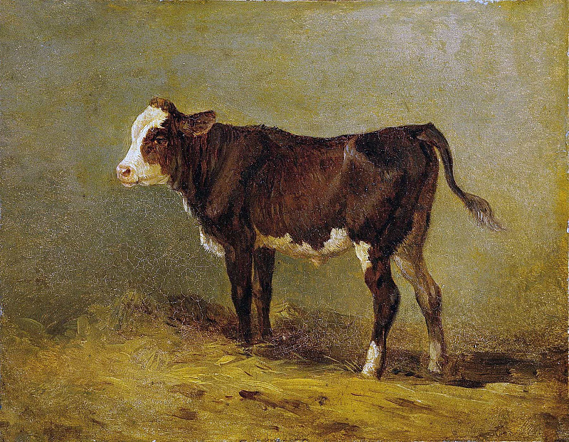 Calves; Kälbchen. Edmund Mahlknecht