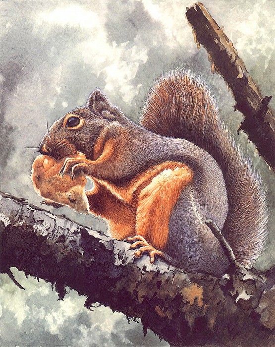 Douglas Squirrel. Claudia Nice