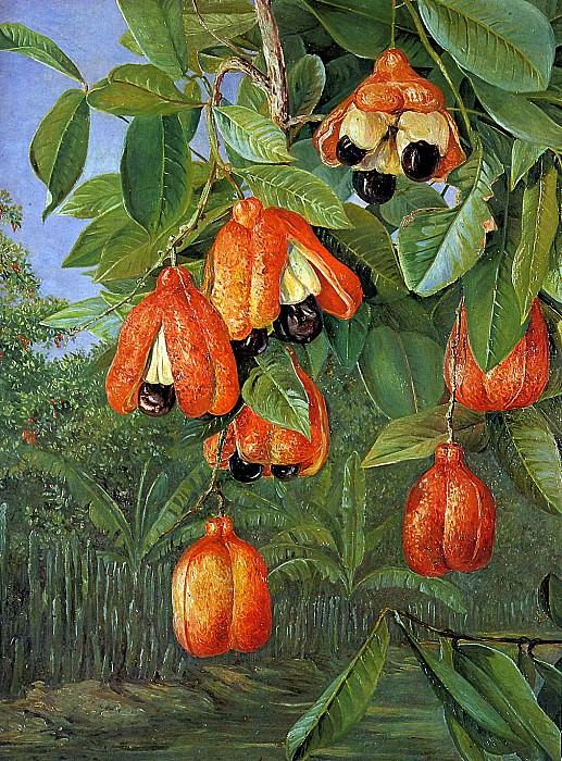Foliage and fruit W Africa. Marianne North