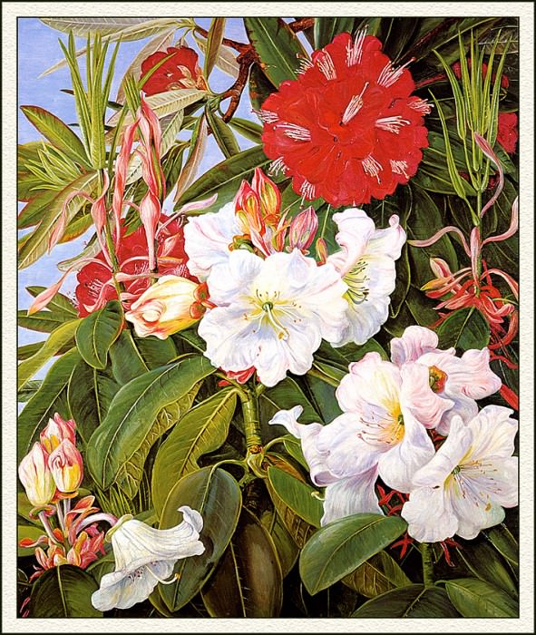 Indian Rhododendrons. Marianne North