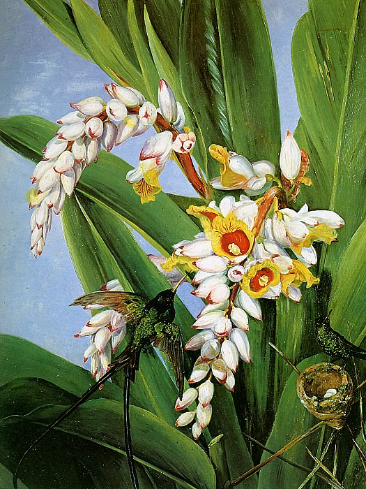 Flowers fruit Asia. Marianne North