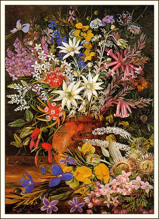 Полевые цветы, Новый Южный Уэльс. Марианна Норт