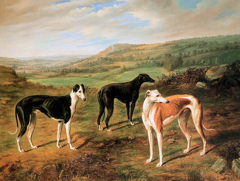 Three greyhounds. Benjamin Norton