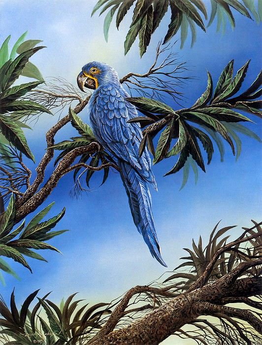 Blue Hyacinth Macaw. Robert Lyn Nelson