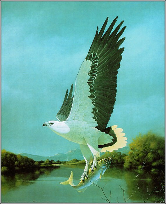 pa F&B PeterSlater White BelliedSea Eagle. Penny Olsen