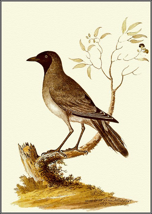 pa F&B WilliamEllis Black FacedCuckoo Shrike. Пенни Олсен