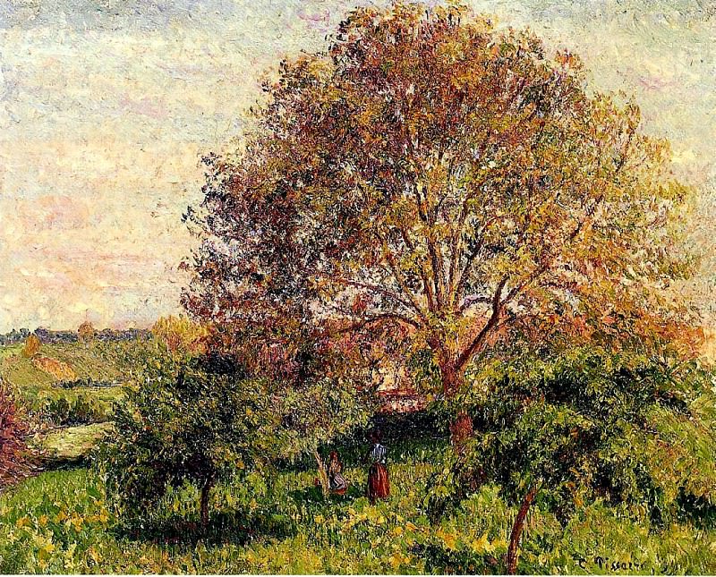 Орехоплодное дерево весной (1894). Камиль Писсарро