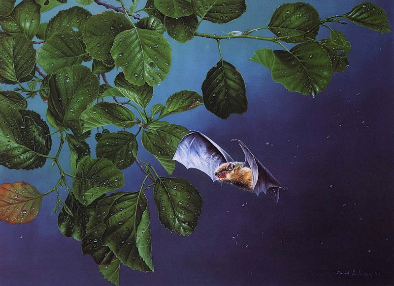 Pipistrelle. David Perkins