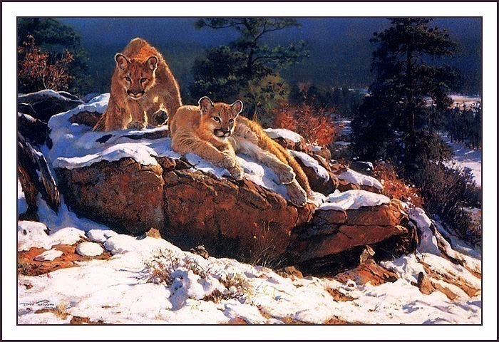 Rocky Mountain Cougars. Dino Paravano