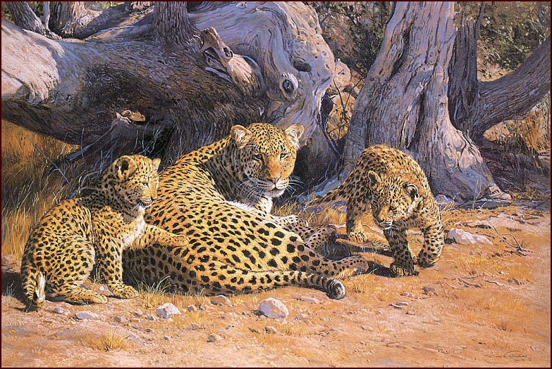 Contented Mother Leopard. Dino Paravano
