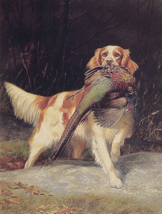 Springer Spaniel With Pheasant. Alexander Pope