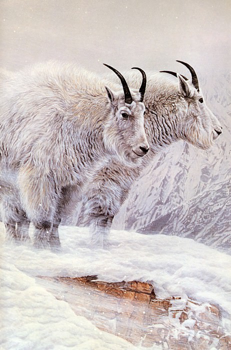 Mountain Goat. Ron Parker