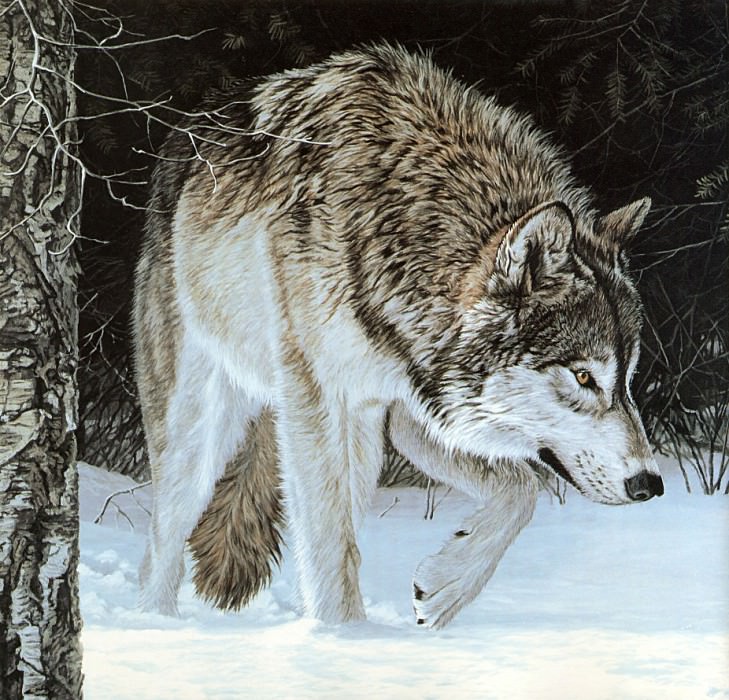 Gray Wolf. Ron Parker