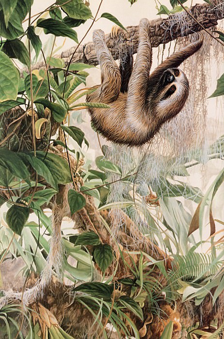 Three-toed Sloth. Ron Parker
