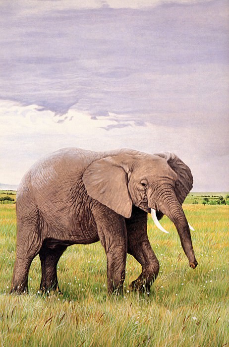 Африканский слон. Рон Паркер