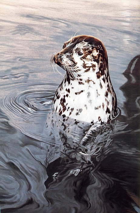 Тюлень обыкновенный (ларга). Рон Паркер