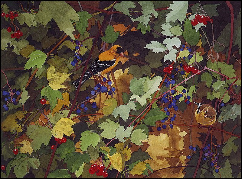 Berries & Goldfinches. Douglas Peterson
