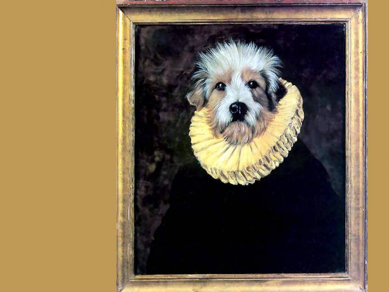 dog portraits don vasquez y vasquez. Thierry Poncelet
