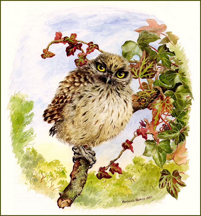 bs-na- Benjamin Perkins- Juvenile Little Owl. Benjamin Perkins