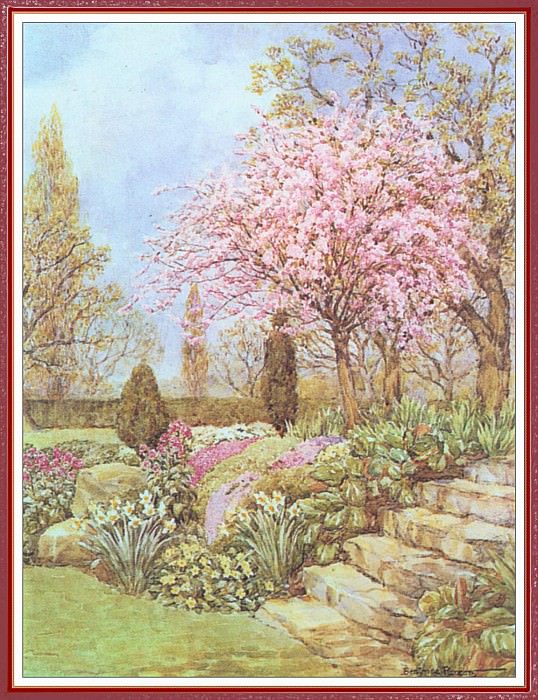 Cherry Blossom. Beatrice Parsons