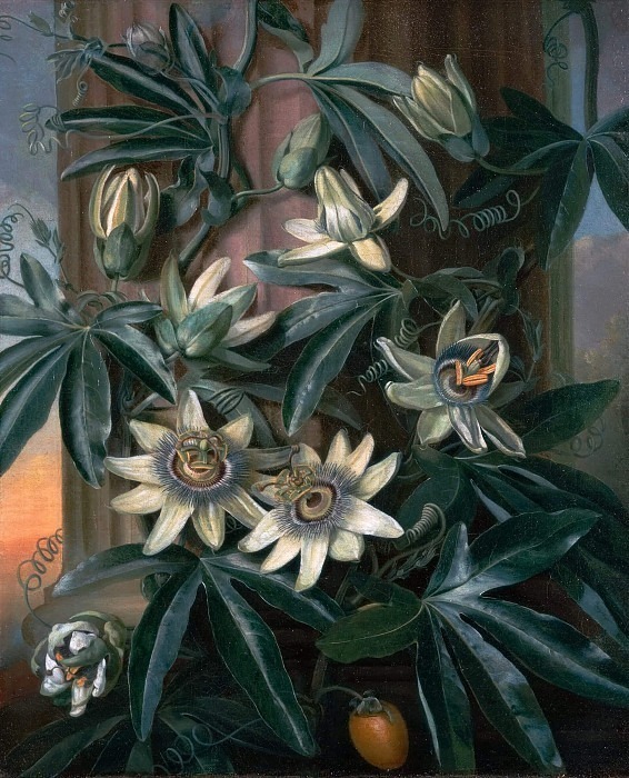 Blue Passion Flower, for the Temple of Flora by Robert Thornton