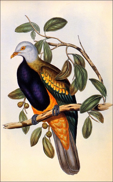 bs-na- H C Richter- Wompoo Pigeon. ХК Рихтер ( Magnificent Fruit Pigeon)