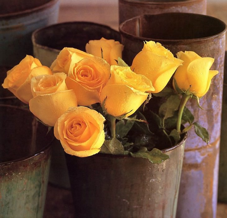Maria Robledo - Yellow Roses, De. Maria Robledo