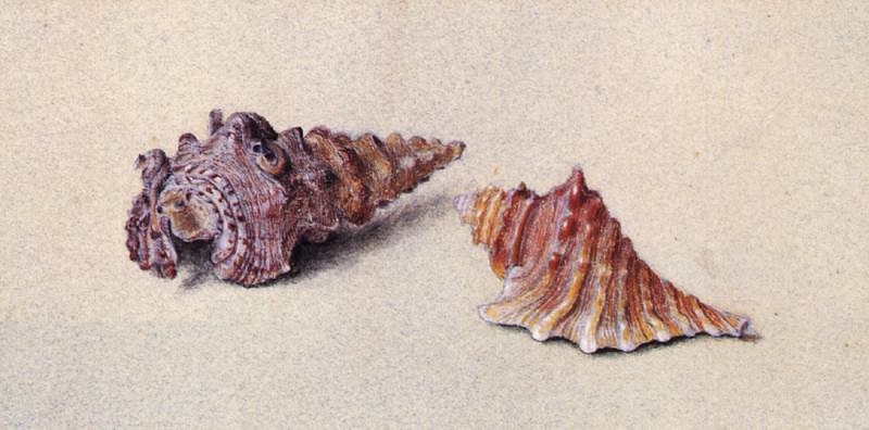 Ruskin John Study of Two Shells. Джон Рескин