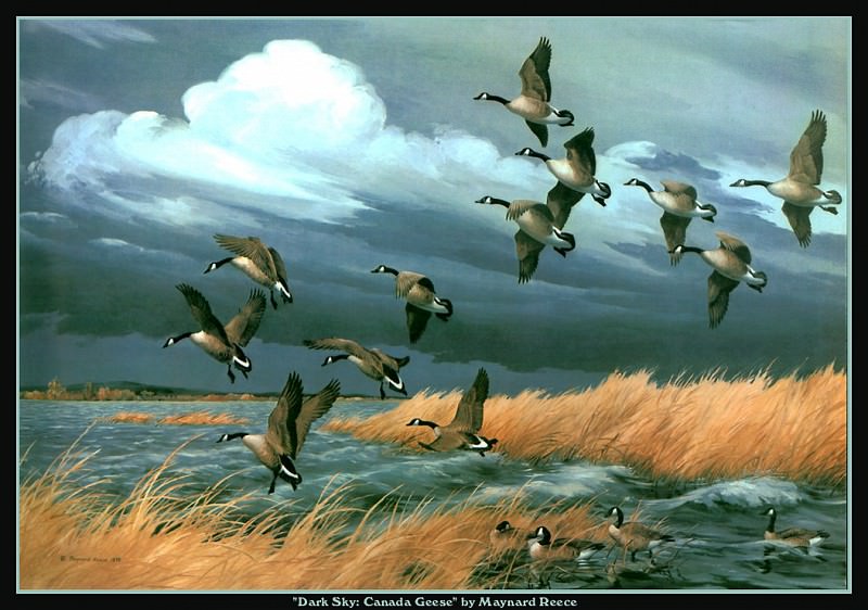 Потемневшее небо: канадские гуси. Мэйнард Рис