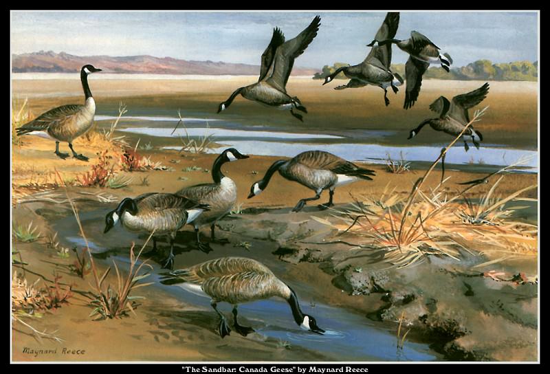Песчаная отмель: канадские гуси. Мэйнард Рис