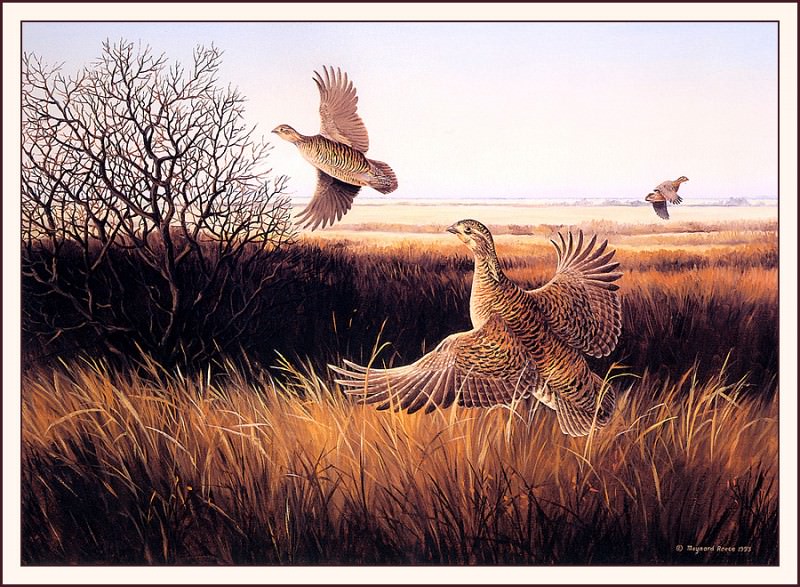 Prairie Chickens. Maynard Reece