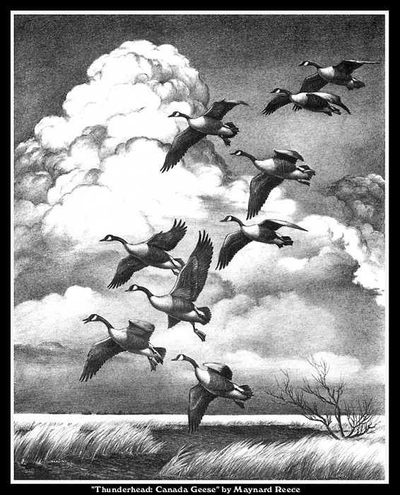 Приближение грозы: канадские гуси. Мэйнард Рис