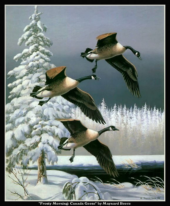 Морозное утро: канадские гуси. Мэйнард Рис