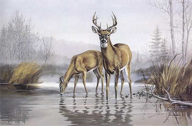 The Sentinel- Whitetail Deer. Maynard Reece