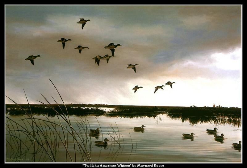 Сумерки: американские дикие утки. Мэйнард Рис