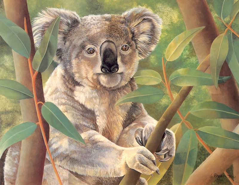 s4-vanishingspecies048-koala. L Риган