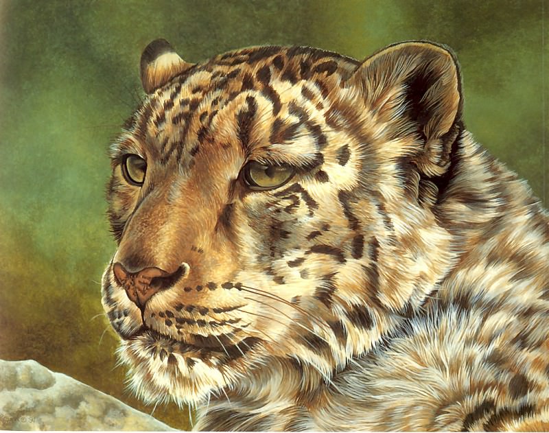 s4-vanishingspecies012-snowleopard. L Риган